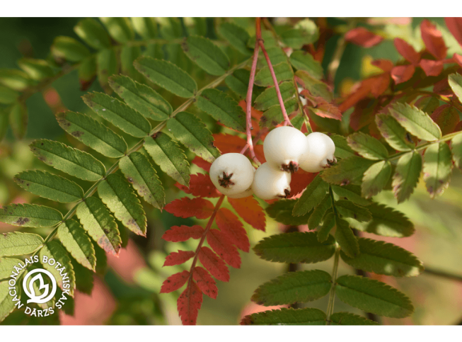 Sorbus koehneana